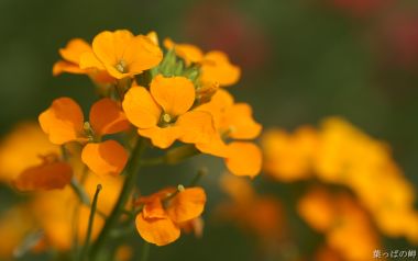 Bright Orange Wallflower Macro Photography