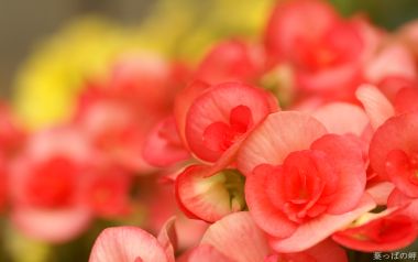 Fresh Pink Begonia Macro Photography