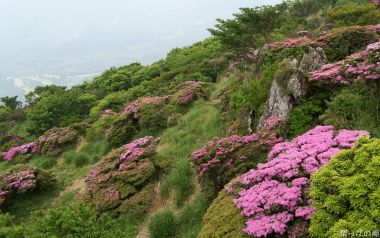 Blooming Azaleas On Japanese Mountainside