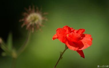 自然微距摄影：盛开的红色花朵