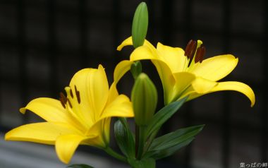 盛开的黄色百合花特写