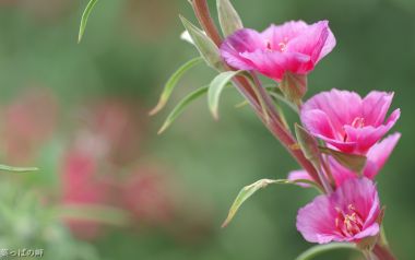 清新粉色克拉克花特写