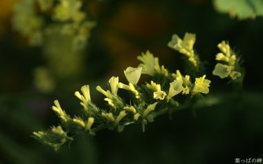 Fresh Yellow Flower Macro Photography