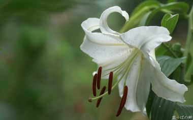 Fresh White Lily Flower Closeup