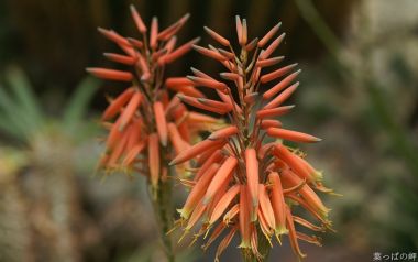 Orange Aloe Flower Close Up