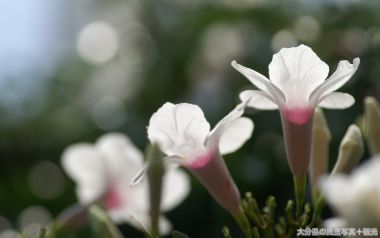 清新白色花朵微距摄影
