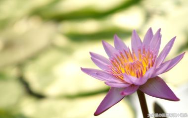 淡紫色清新睡莲花卉摄影