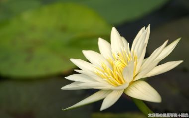 清新纯白睡莲花卉摄影