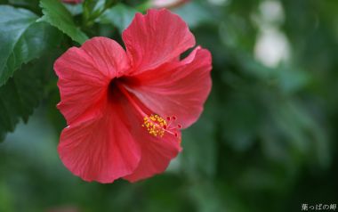 Blooming Red Hibiscus Flower