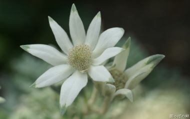 清新纯白法兰绒花特写