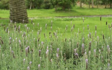 Fresh Natural Lavender Field