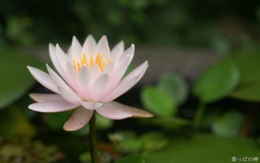 淡粉色盛开的睡莲
