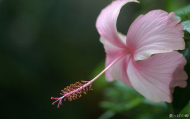 清新粉色扶桑花微距摄影
