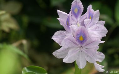 淡紫色凤眼蓝花朵特写