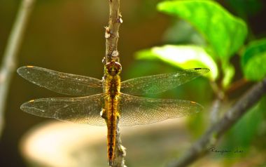 Indian Dragonfly Macro Shot