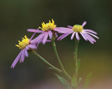 Delicate Purple Aster Flowers Macro Photography