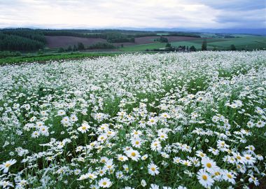 Daisy Flower Field In Biei Hokkaido
