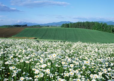 Daisy Field In Biei Hokkaido
