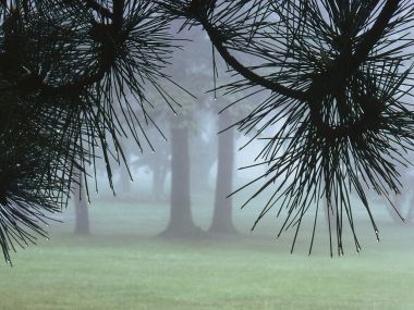 Pine Trees In Morning Fog