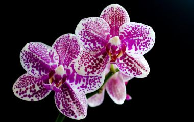 Purple Spotted Butterfly Orchid Macro