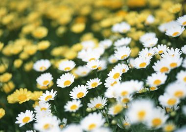 Fresh Daisies And Yellow Flowers Field
