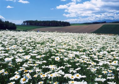 日本北海道美瑛雏菊花海