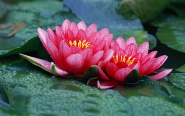池塘中的两朵红色莲花与水珠