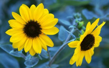 Two Blooming Sunflowers FA043