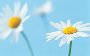 Daisy Macro Pure Spring Beauty