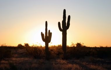 US Desert Sunset Cactus Silhouette