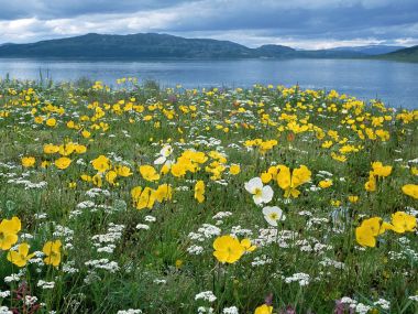 Arctic Poppies Near Nain Labrador Canada