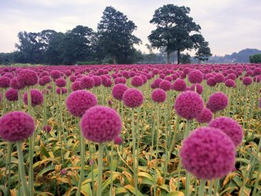 Field Of Pink Onions Wassenaar Holland