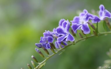 日本蓝花丹花枝特写