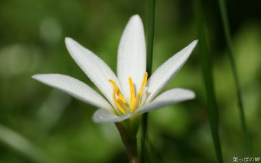 White Rainflower By Hagoromo No Ko