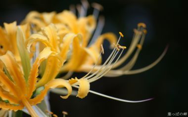 Japanese Red Lily Flower Macro