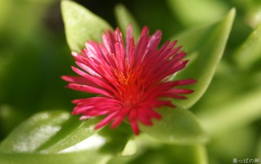 Japanese Succulent Red Flower Closeup