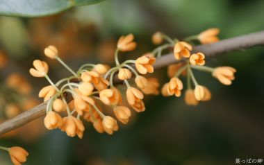 中国桂花盛开的枝头