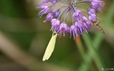 日本叶っぱの岬紫花上的黄蝴蝶与蜜蜂