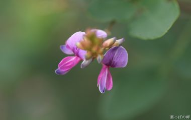 日本紫花豆科植物特写