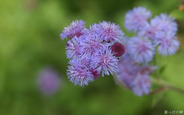 日本自然中的紫色细花特写