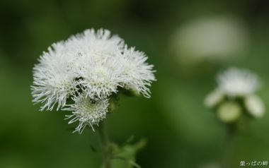 日本自然中的白色细丝花