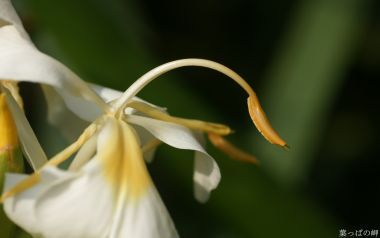 日本自然中的白色花朵特写