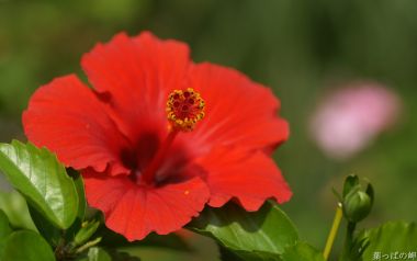 Red Hibiscus Flower In Japanese Garden