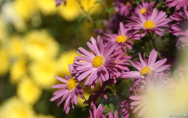Japanese Flower Market Purple And Yellow Chrysanthemums