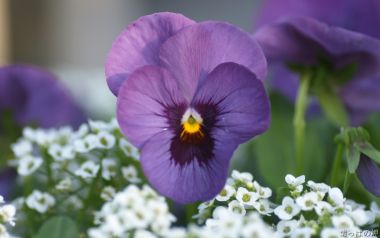 Purple Pansy And White Flowers In Japanese Garden
