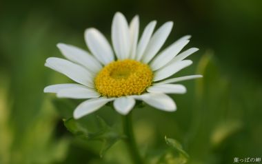日本叶っぱの岬雏菊特写