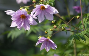 Purple Dahlia Flower In Japanese Garden