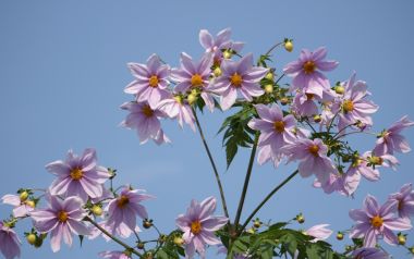 日本菊花盛开的宁静花景