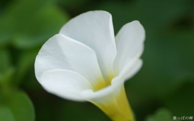 日本自然中的白色花朵特写