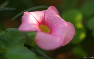 日本酢浆草绽放的粉色花蕾
